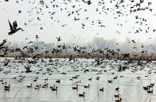 The Weekend Leader - Kashmir remains the winter home for migratory birds, the devastation notwithstanding | Nature | Hokarsar 