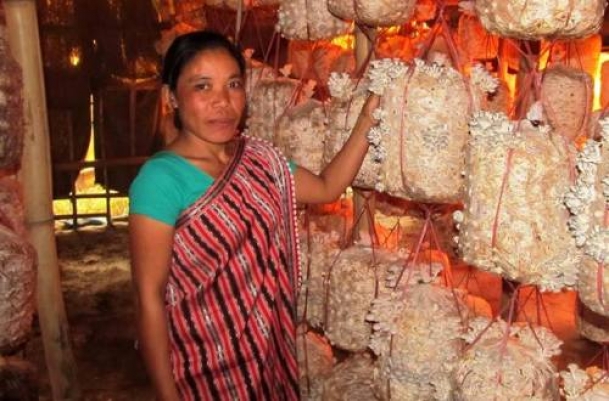 The Weekend Leader - Assam’s countryside mushrooms with opportunities for women to find alternative farming | Nature | Guwahati