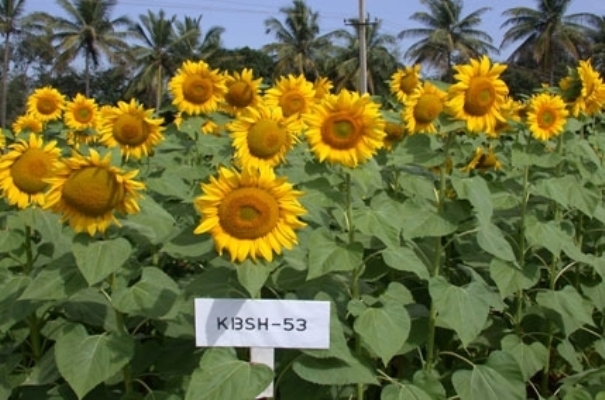 The Weekend Leader - ndian sunflowers from Bengaluru bloom in Uganda