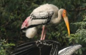 Guests at Zoo