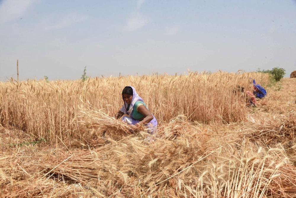 The Weekend Leader - Rs 11,141 cr paid to wheat farmers as MSP in UP in 20-21