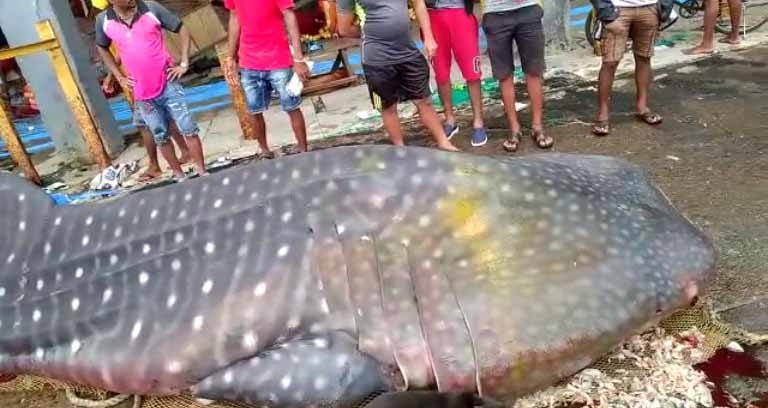 The Weekend Leader - Mumbai fishermen find giant whale shark in net, probe ordered