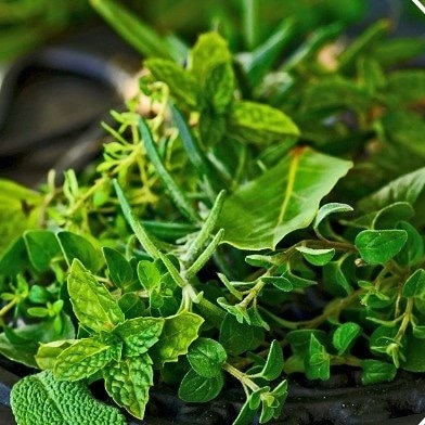 The Weekend Leader - CIMAP sets up DNA bank of medicinal plants