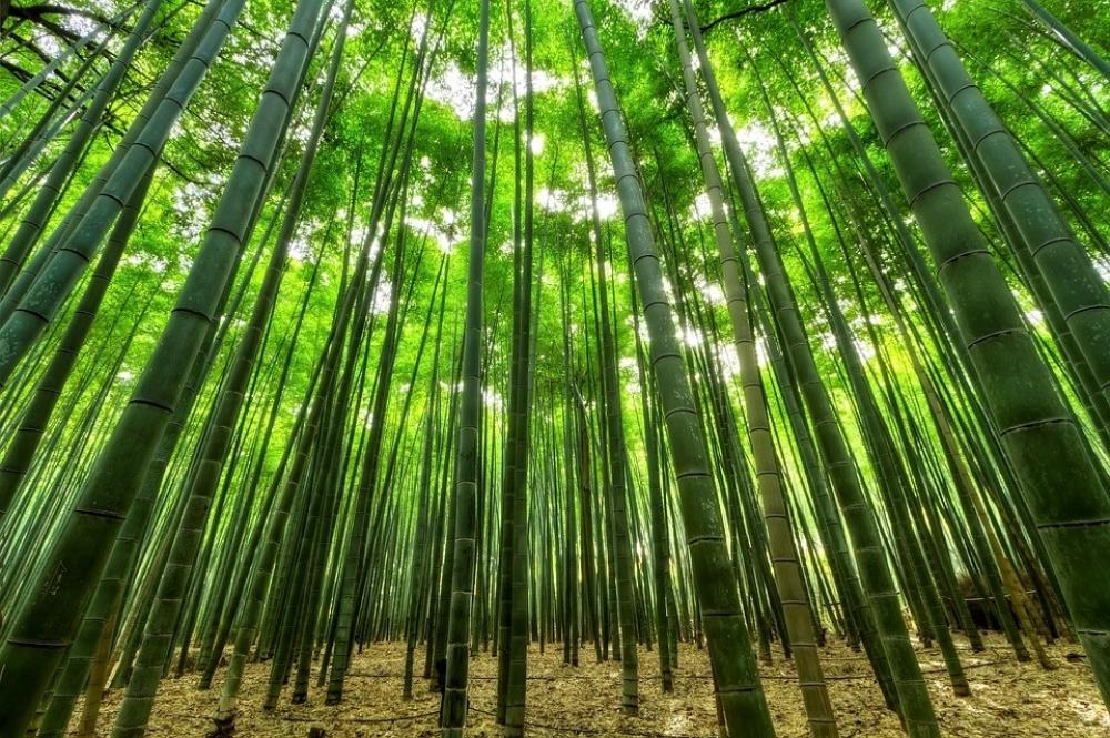 The Weekend Leader - China has over 6 mn hectares of bamboo forests