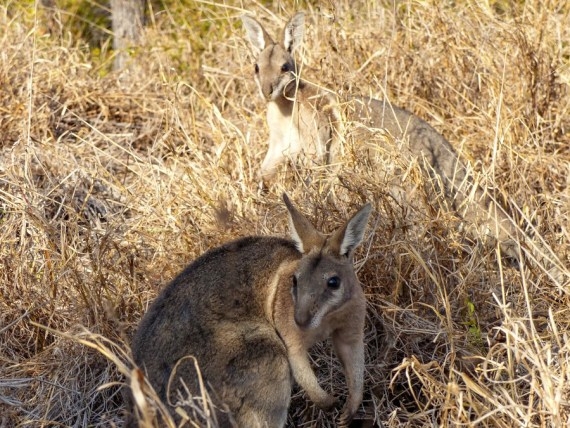 The Weekend Leader - Australian govt fails to protect biodiversity: Report