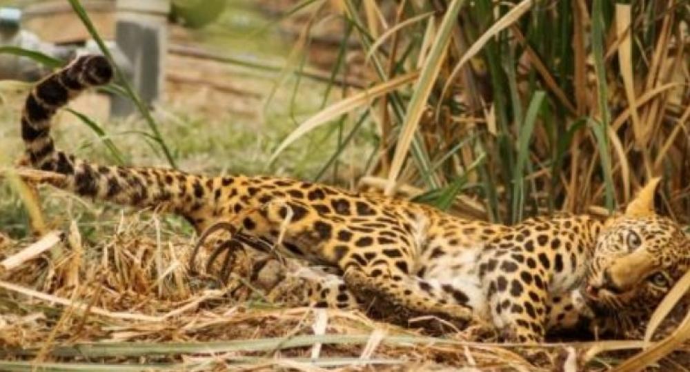 The Weekend Leader - Leopard sighting in densely populated Srinagar area triggers panic