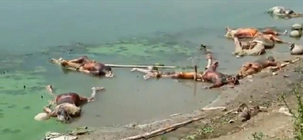 The Weekend Leader - Dead bodies continue to be dumped into the Ganga in Bihar