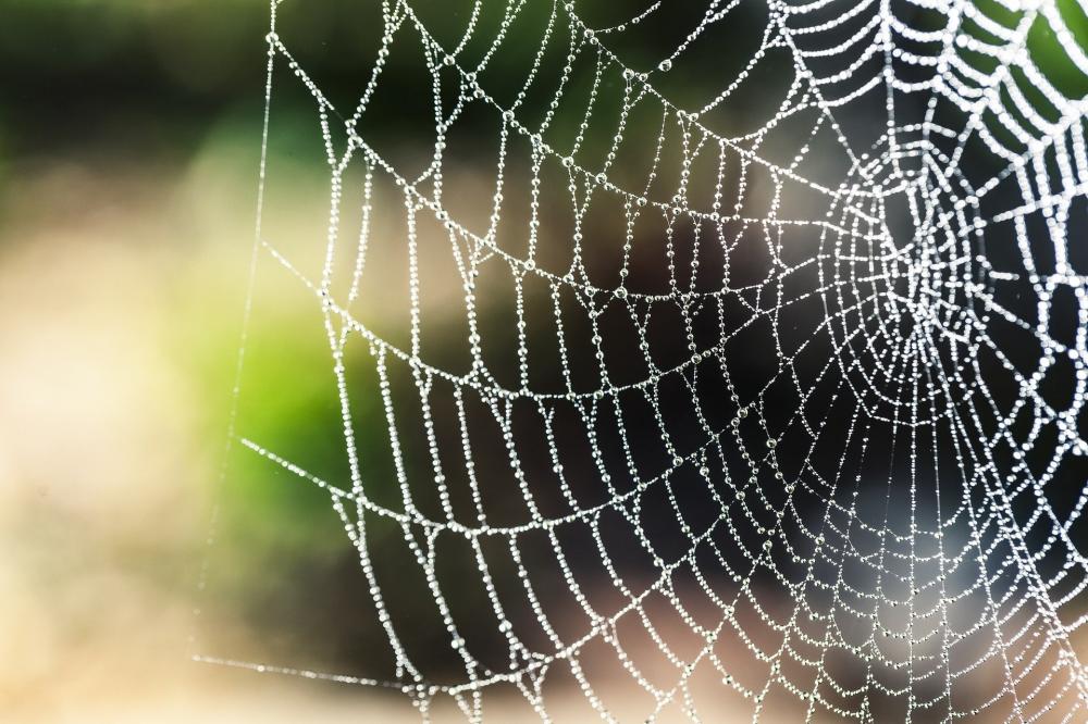 The Weekend Leader - Vegan spider silk a sustainable alternative to single-use plastics?