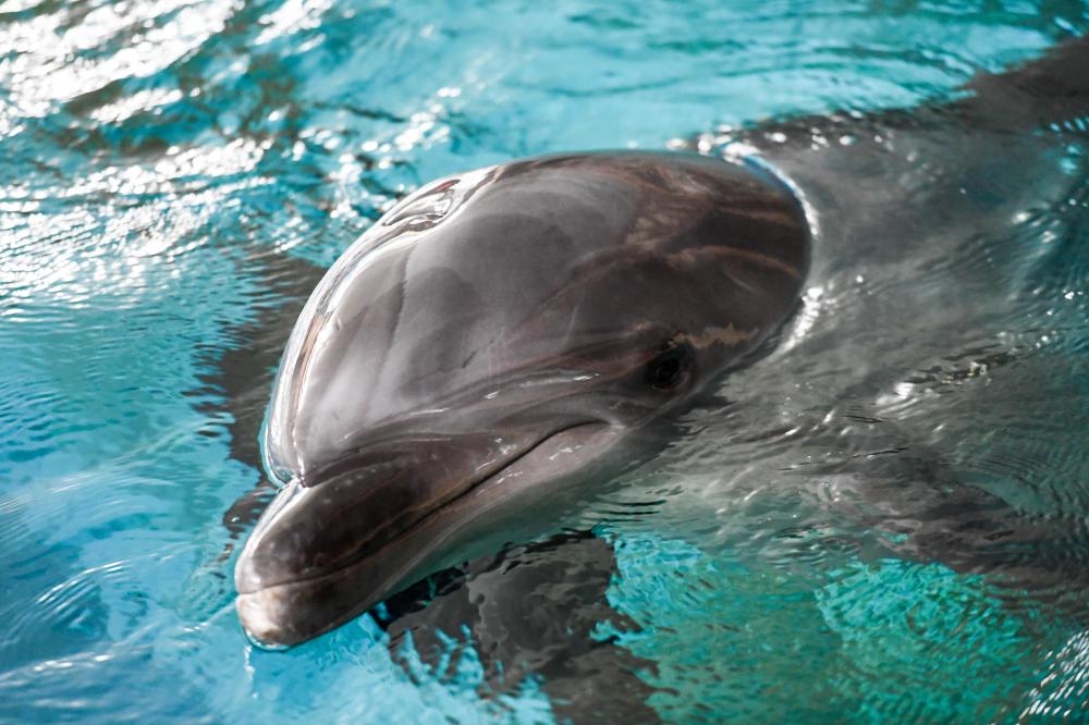 The Weekend Leader - Like humans, dolphins burn calories at lower rate as they get older