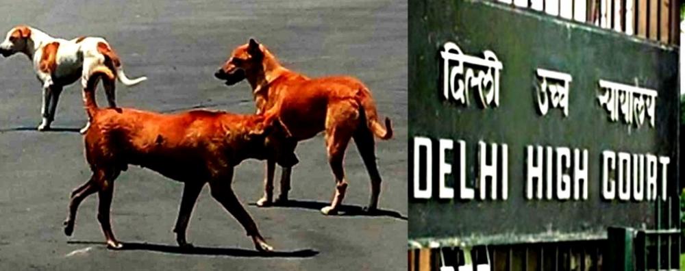The Weekend Leader - Delhi High Court Ensures Humane Treatment of Stray Dogs Captured for G20 Summit