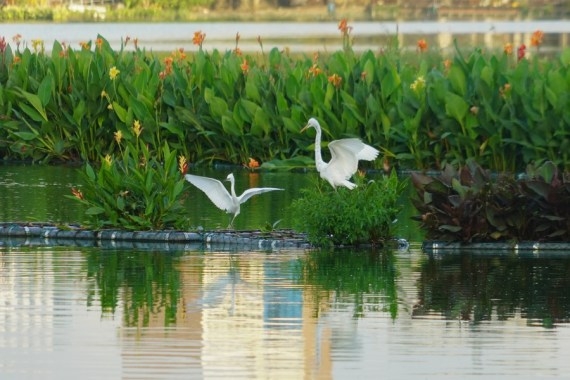The Weekend Leader - Ecological floating islands' in Colombo's Beira Lake