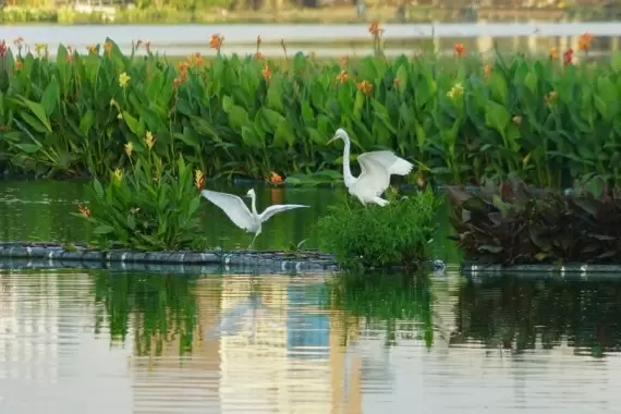Ecological floating islands' in Colombo's Beira Lake