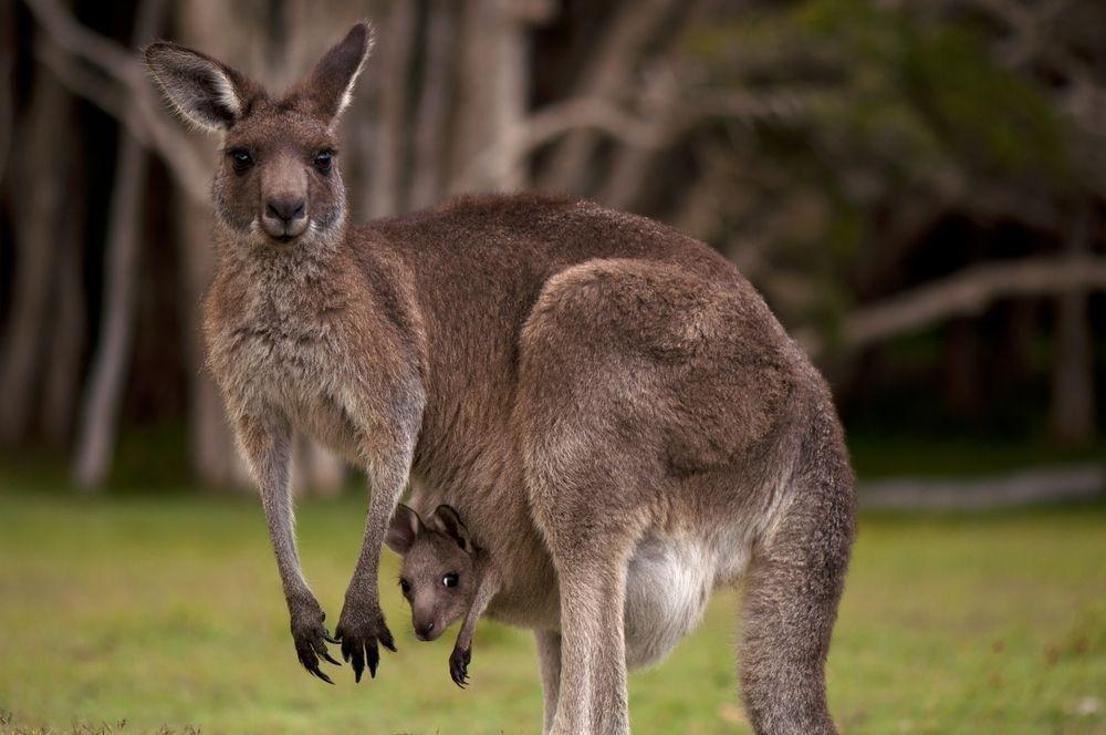 The Weekend Leader - Hyderabad Zoo to get two pairs of Eastern Grey Kangaroos from Japan