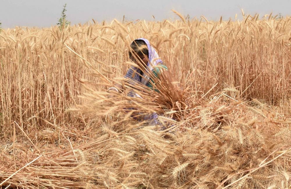 The Weekend Leader - Pak to favourably consider Taliban request for transporting wheat from India