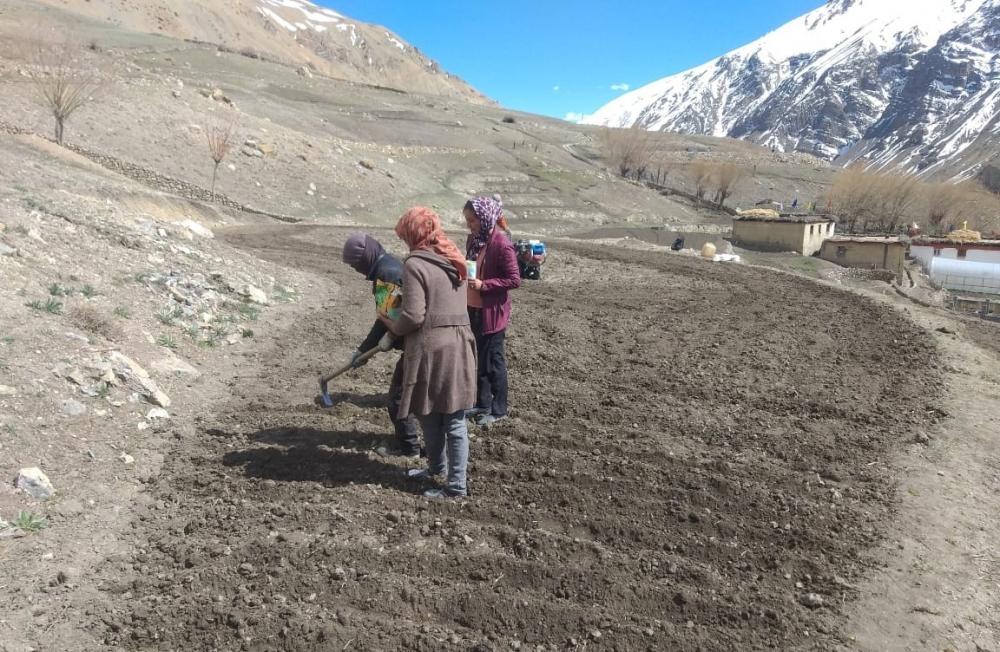 The Weekend Leader - Potatoes growing at high altitude in Himachal to get global attention