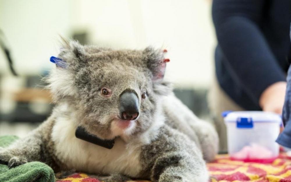 The Weekend Leader - Australian koalas on brink of extinction: Conservationists