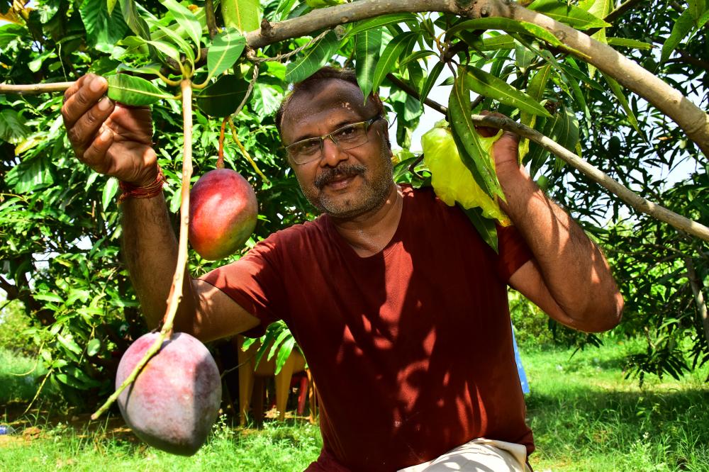 The Weekend Leader - Sankalp Singh Parihar, Jabalpur Miyazaki Mango Farmer Story