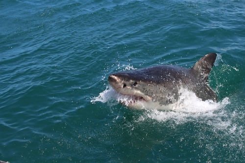 The Weekend Leader - S.African beach closed after shark attack