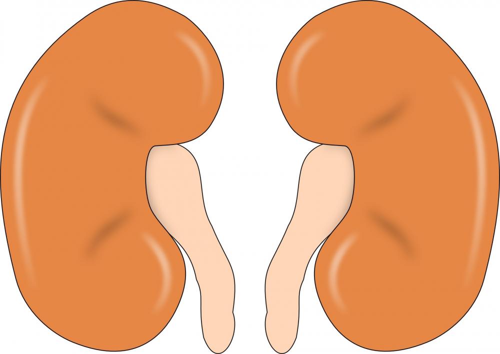 The Weekend Leader - Dehydration preventing hormone linked to worsening kidney disease: Study