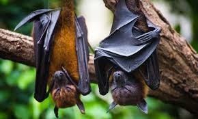 The Weekend Leader - Bat-related coronaviruses more frequent than thought: Study