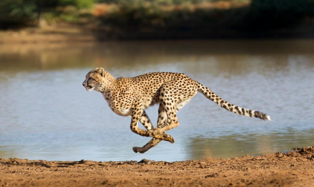 The Weekend Leader - Decades long wait will end, 8 African cheetahs arriving in India