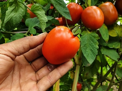 The Weekend Leader - UP's Purvanchal emerging as hub of vegetable export