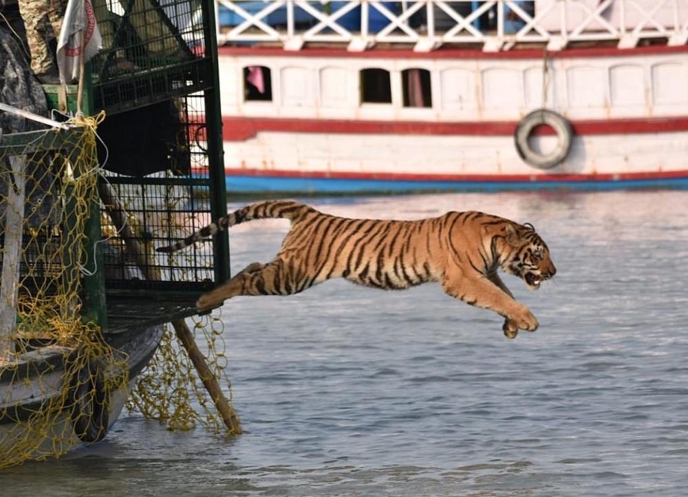 The Weekend Leader - Cross-border romance: Male tigers from B'desh hunt for mates in Sundarbans