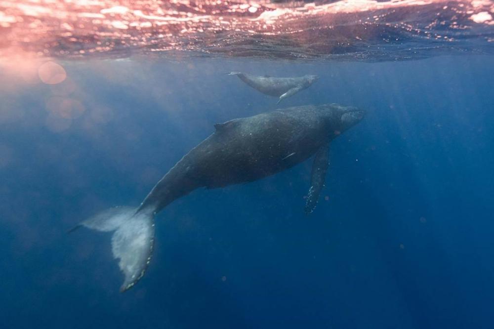 The Weekend Leader - Whale Vomit Worth Rs 5.60 Crore Seized in Joint Operation by Railway Police in Goa