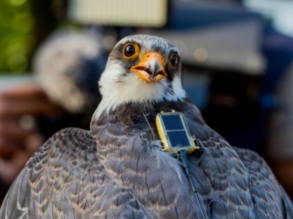 Tagged falcons visit India covering 33K km; then reach Somalia