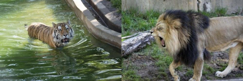 The Weekend Leader - Lions, tigers in US zoo test presumptive positive for Covid