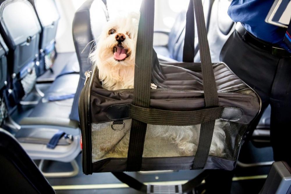 The Weekend Leader - Furry Companion: Man books Air India business class cabin for pet dog