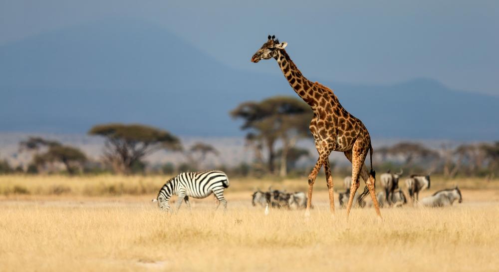 The Weekend Leader - Tanzania allocates $39.1mn for tourism recovery
