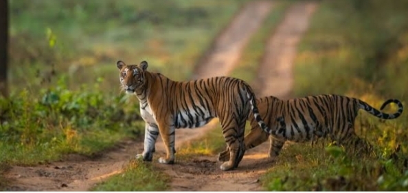 The Weekend Leader - Three-phase tiger census begins in MP