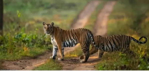 Three-phase tiger census begins in MP