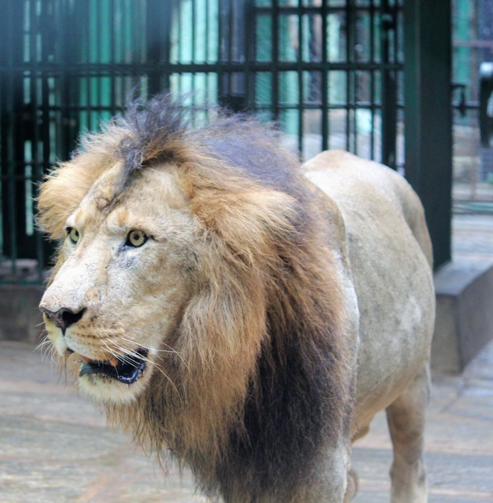 The Weekend Leader - 4 lions in Chennai zoo diagnosed with Delta variant of Covid-19