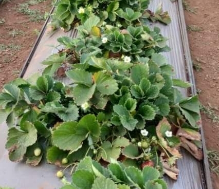 The Weekend Leader - Agri-tech startup AgNext raises $21 mn to expand global footprint