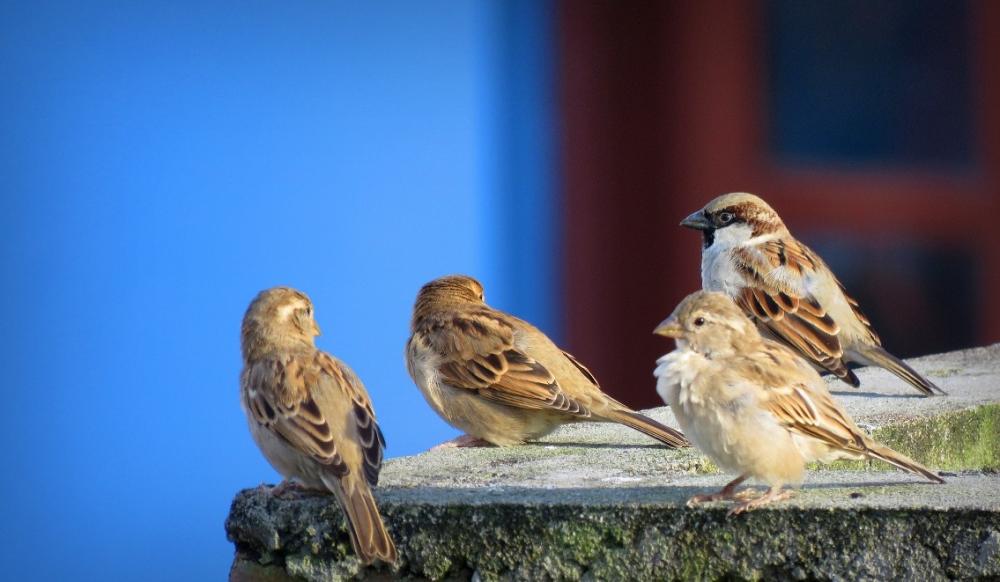 The Weekend Leader - World Sparrow Day: Highlighting the Urgent Need for Conserving Urban Birds