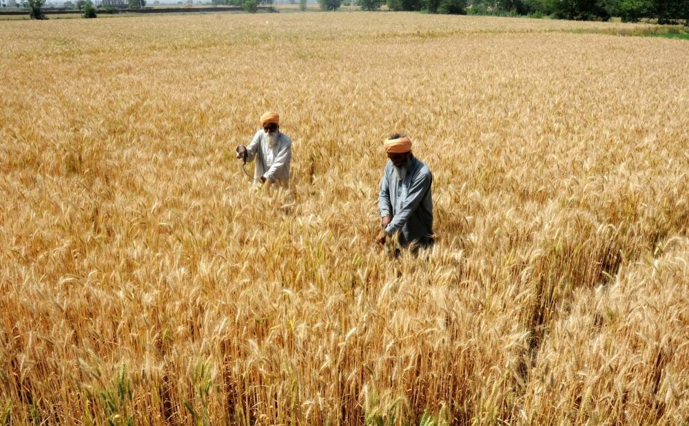 The Weekend Leader - India may harvest over 112 mn tonnes of wheat: IIWBR Director