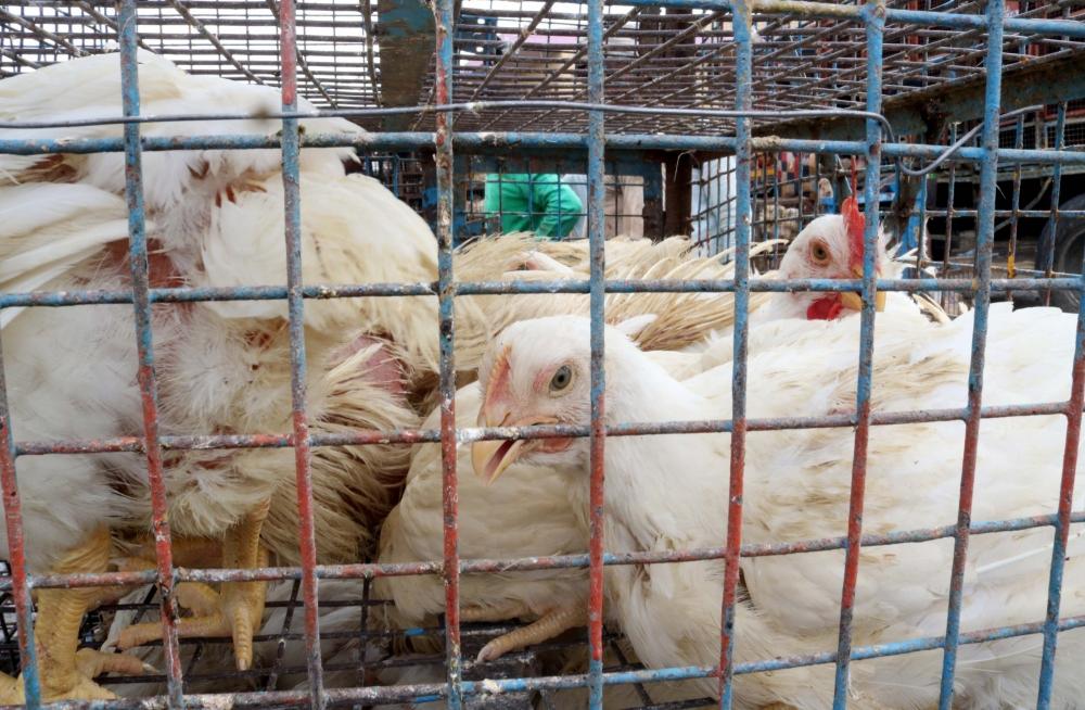 The Weekend Leader - Israel detects bird flu outbreak near Lebanese border