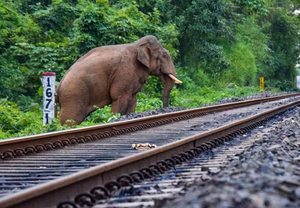The Weekend Leader - Seven Elephants Killed as Rajdhani Express Hits Herd in Assam; Coaches Derailed