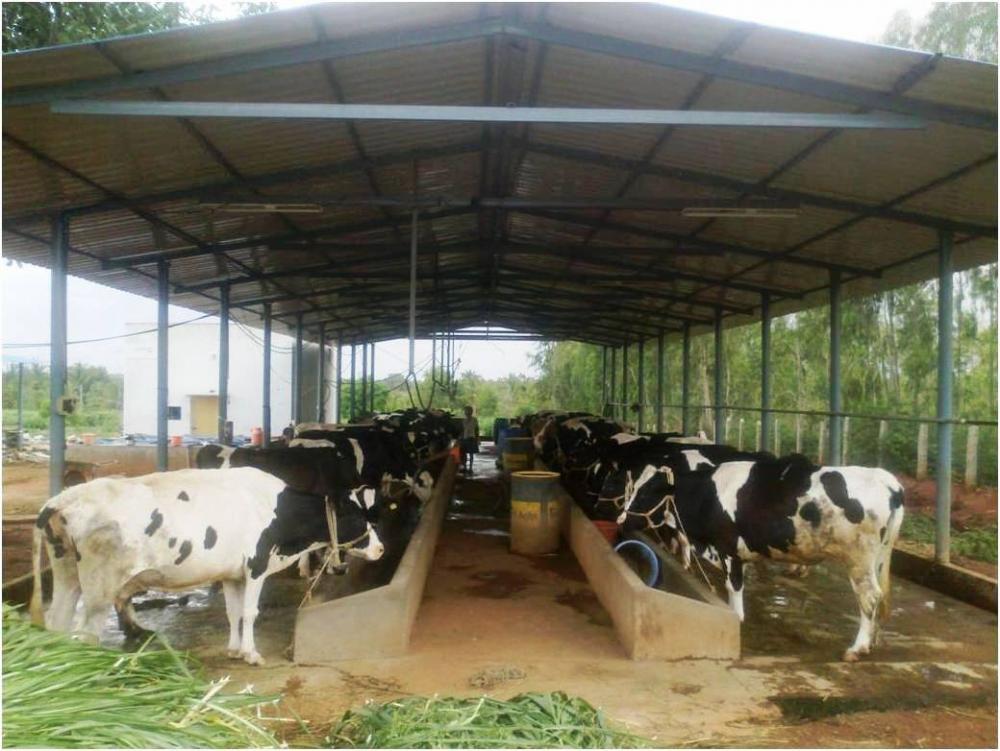 Dairy farming business plan pdf picture