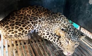 The Weekend Leader - Leopard runs amok in Agra city, rescued after four hours
