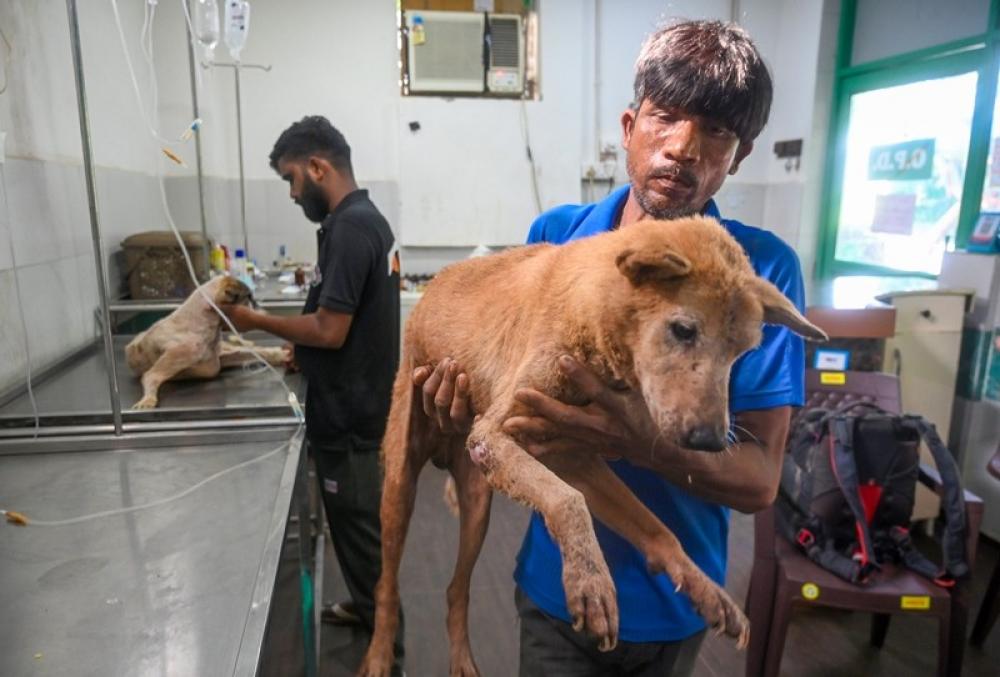 The Weekend Leader - Supreme Court Modifies Stray Dog Order: Release in Own Territory After Sterilisation