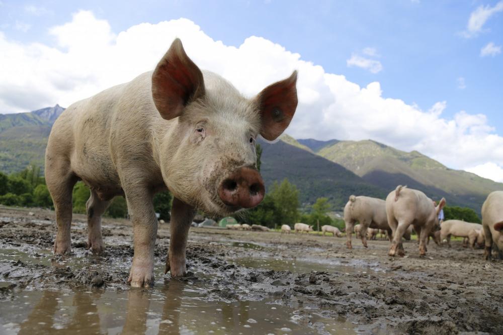 The Weekend Leader - Shut pig farms to prevent Nipah epidemic: PETA to Kerala govt