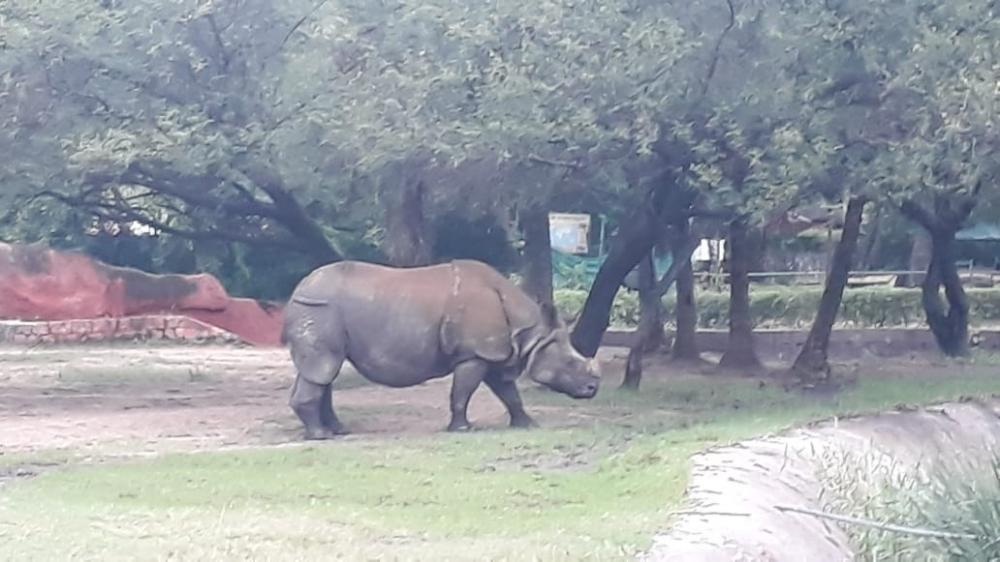 The Weekend Leader - IOC offers to adopt rhinoceros in Hyderabad Zoo