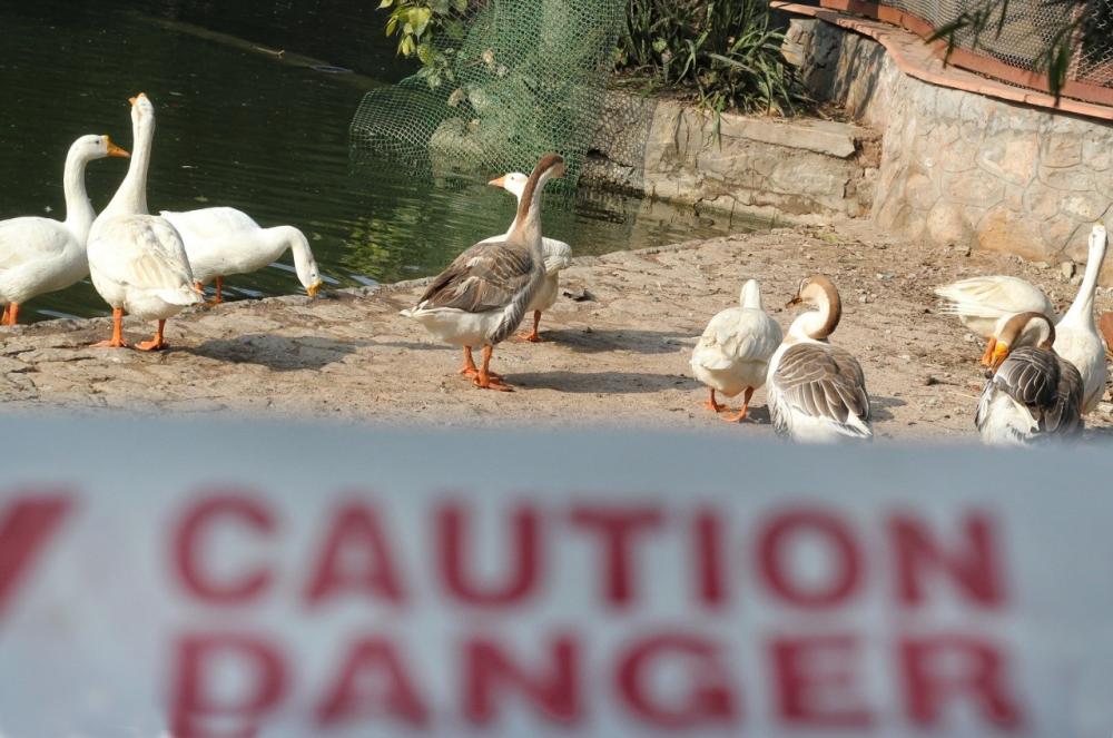 The Weekend Leader - Bird flu reported in Kerala