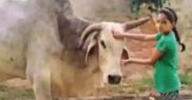 The Weekend Leader - Villagers in UP mourn 'Babuji' the bull