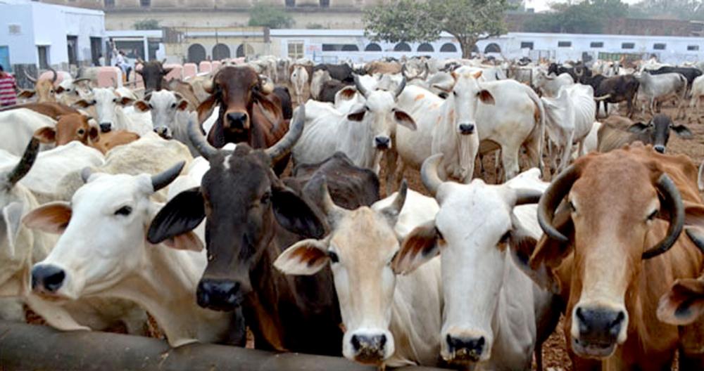 The Weekend Leader - MoU signed with Gates Foundation for improving India's livestock sector