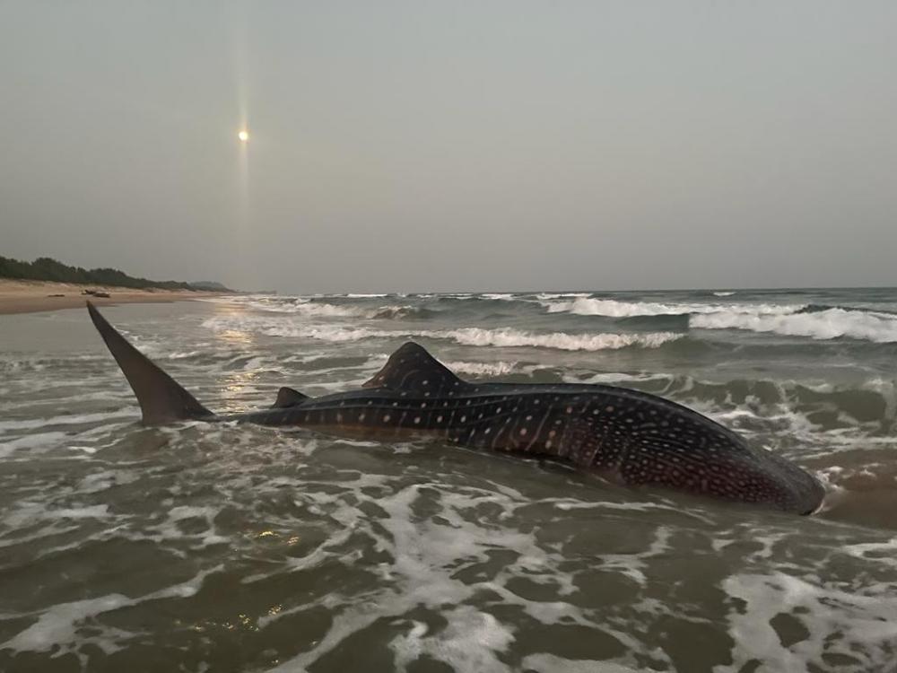 The Weekend Leader - World's largest fish at Vizag beach, guided back to sea