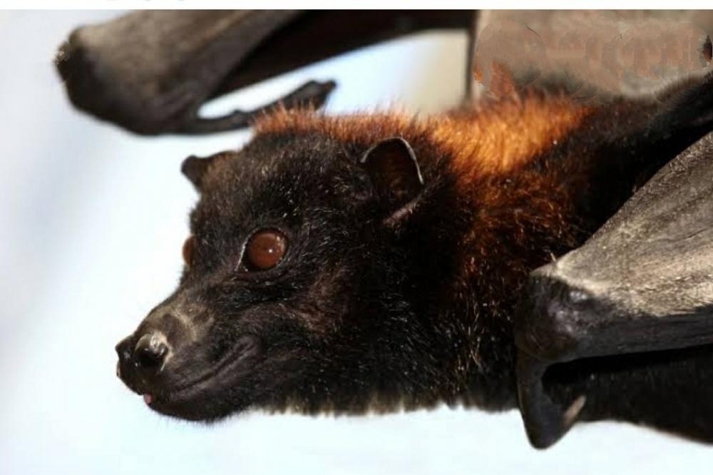 The Weekend Leader - Covid-like virus in native UK bats raises spillover risk: Scientists